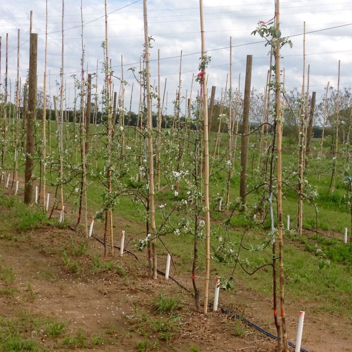 Figure 5. Tall spindle trained apple at the Chilton Research and Extension Center, Clanton, Alabama, during the second growing season.